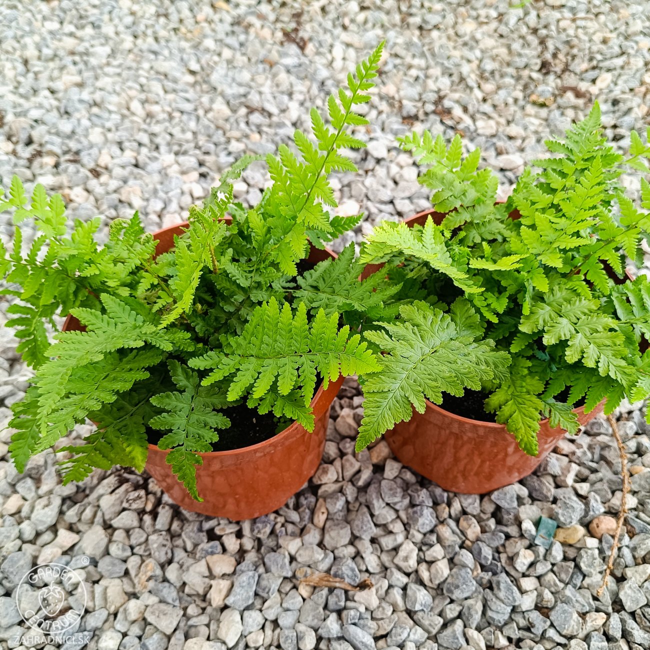 Obrázok Stálozelená papraď samčia (Dryopteris Filix mas) - výška 15-25 cm ⌀ 25 cm, kont. C2L